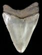 Juvenile Megalodon Tooth - Serrated Blade #61806-1